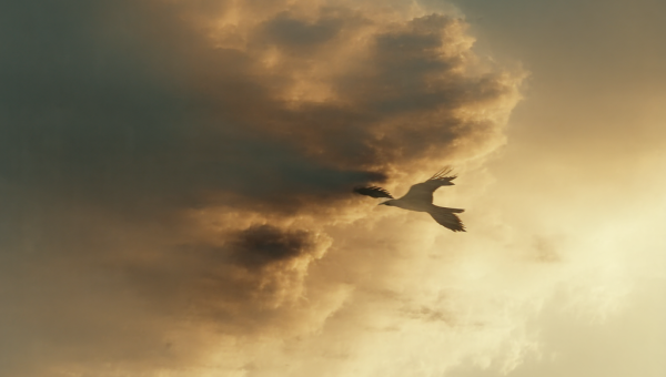 Desafiando o Convencional: O Que Significa "Fly in the Face Of"?